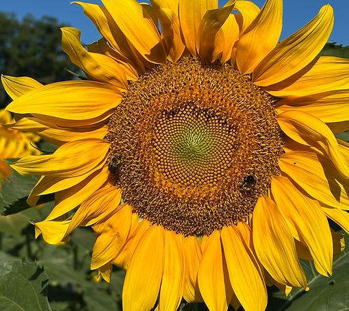 The Daily Work of Caretaking & Witness Part V. - Hybrid