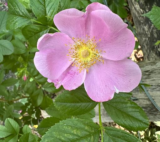 Daughter, These Dangers Are a Brightness Inside - Poetry