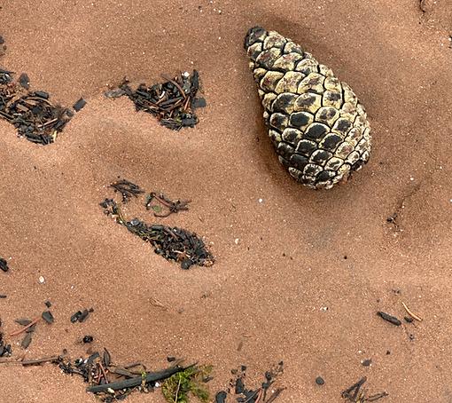 The Taste and Shape of Survival - Essay